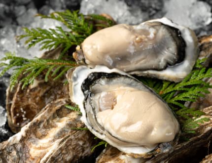 vol51 エーウロコ